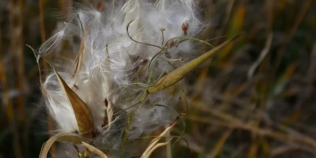 Close-up van pluizige plantvezels en zaden in een veld.